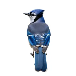 Blue jay