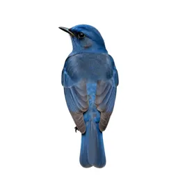 Blue mockingbird