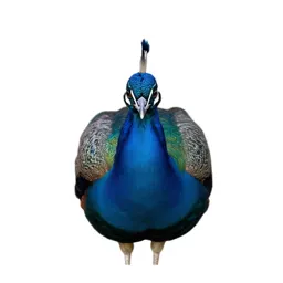 Blue peafowl