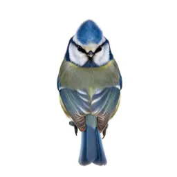 Blue tit