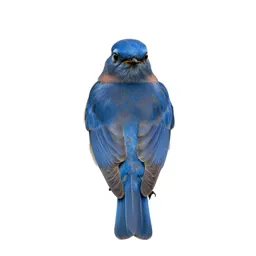 Bluebird