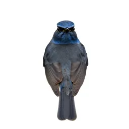 Bluethroat
