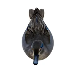 Bluewing