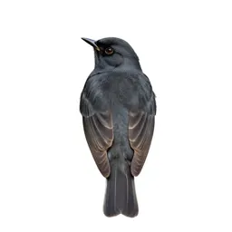 Bobolink