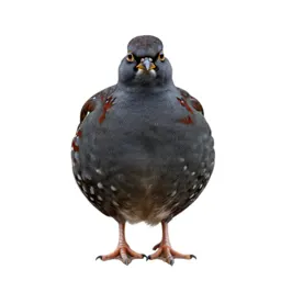 Bobwhite