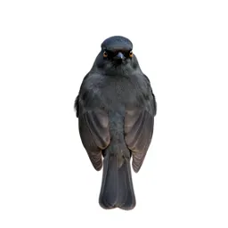 Bowerbird