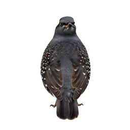 Brambling