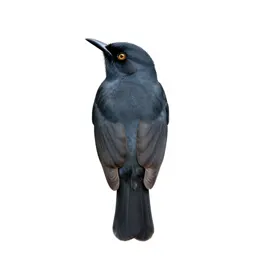 Broadbill
