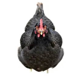 Brood hen