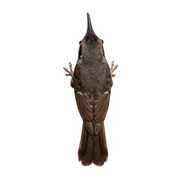 Brown creeper