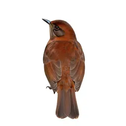 Brown thrasher