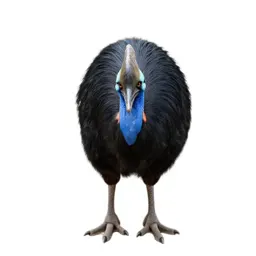 Brush turkey