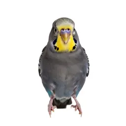 Budgerigar