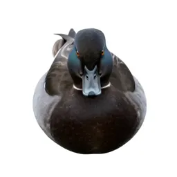 Bufflehead