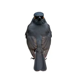 Bulbul