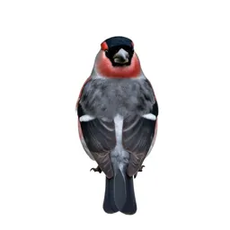 Bullfinch