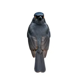 Bush shrike