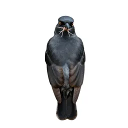 Butcherbird