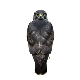 Buzzard