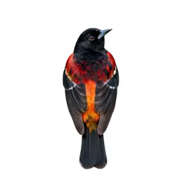 Cacique