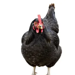 Cackler