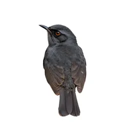 Cactus wren