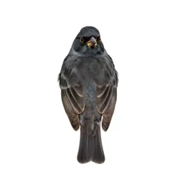 Canary