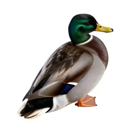 Canvasback