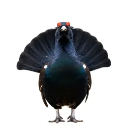 Capercaillie