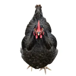 Capon