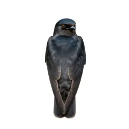Caprimulgiform bird
