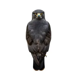 Caracara