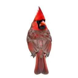 Cardinal