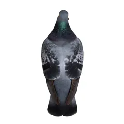 Carrier pigeon
