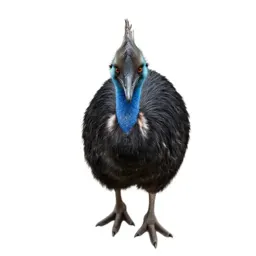 Cassowary