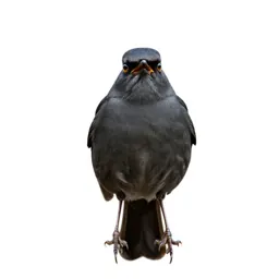 Catbird