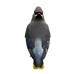 Cedar waxwing