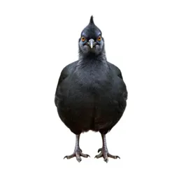 Chachalaca
