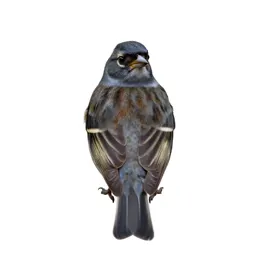 Chaffinch
