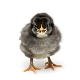 Chick