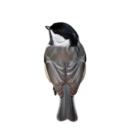 Chickadee