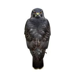 Chicken hawk