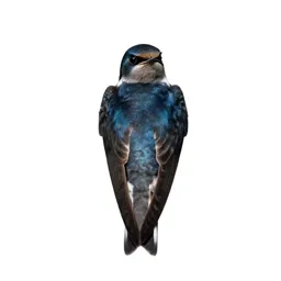 Chimney swift