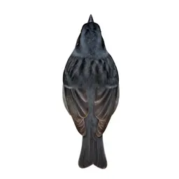 Chipping sparrow