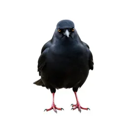 Chough