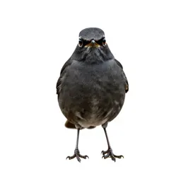 Clay-colored robin