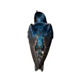 Cliff swallow