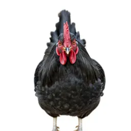 Cock