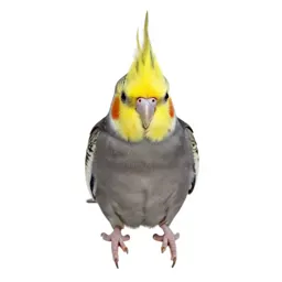 Cockateel