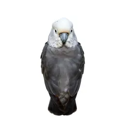 Cockatoo